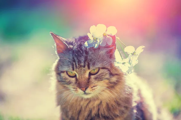 Portret Van Een Siberische Kat Buiten Met Lentebloemen Het Hoofd — Stockfoto