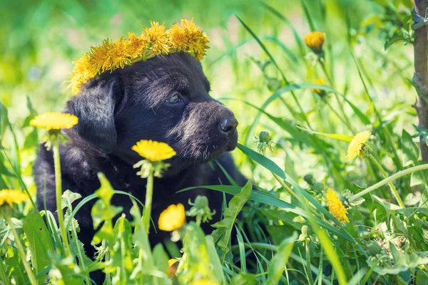 Piccolo Cucciolo Labrador Retriever Indossa Corona Tarassaco Seduto Sull Erba — Foto Stock