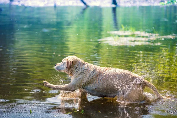 Лабрадор Ретривер Собака Плавает Озере — стоковое фото