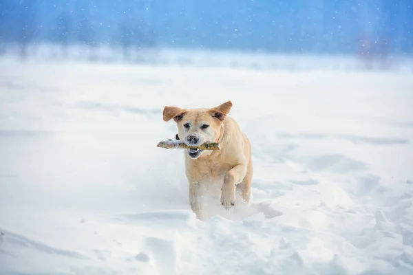 Labradorský Retrívr Pes Provede Příkaz Aport Pes Chodí Sněhu Zimě — Stock fotografie