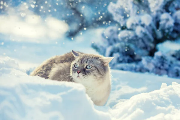Кошка Ходит Снежном Лесу Солнечный День — стоковое фото