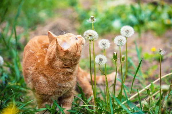 小猫在田野上行走 Shiffing 蒲公英花 — 图库照片