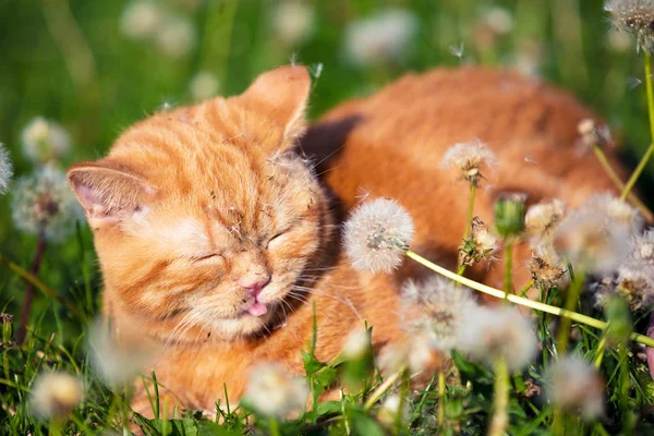 Porträtt Liten Kattunge Liggandes Fältet Maskros Katt Som Njuter Våren — Stockfoto