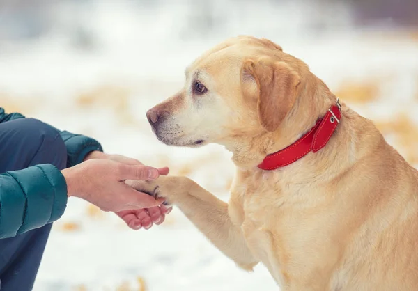 Human Dog Best Friends Man Dog Sitting Snowy Field Winter — Stock Photo, Image