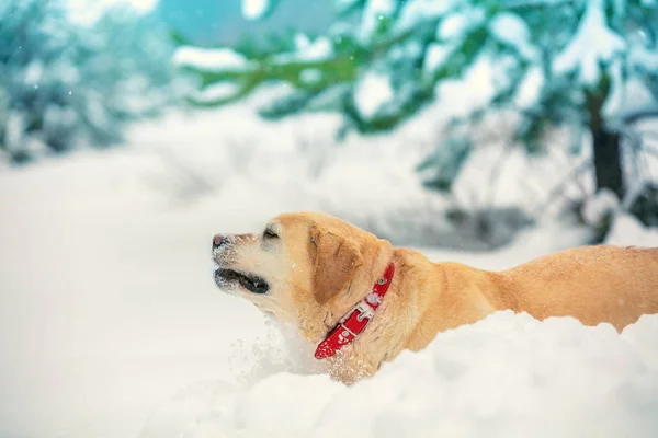 Labrador Retriever Perro Pasea Través Nieve Profunda Bosque Nevado Invierno —  Fotos de Stock