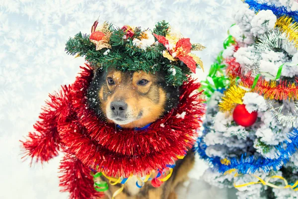 多彩なチンサルおよび身に着けているクリスマスの花輪に巻き込まれ犬の肖像画 — ストック写真