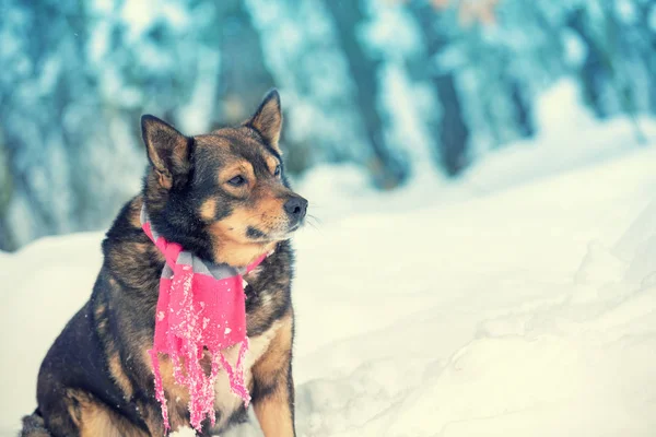 Portrait Dog Knitted Scarf Tied Neck Dog Sitting Snowy Winter — Stock Photo, Image