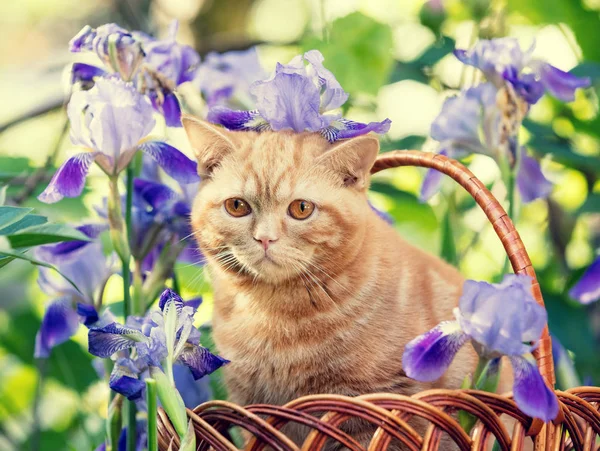 Söt Ingefära Kattunge Sitter Iris Blommor Gräset — Stockfoto