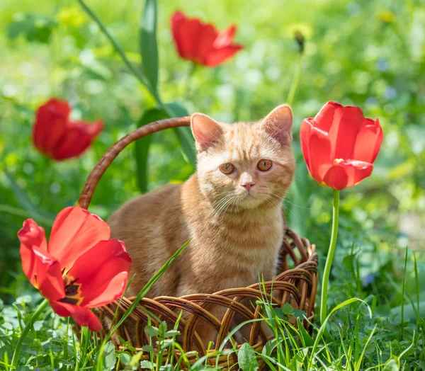 Ginger Kitten Sienta Una Cesta Cerca Tulipanes Jardín Primavera —  Fotos de Stock