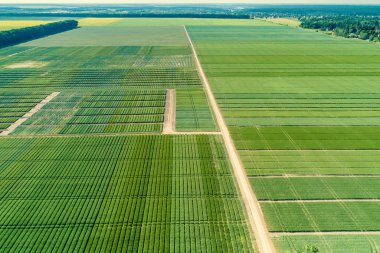 Geometrik yeşil alanların havadan görünümü