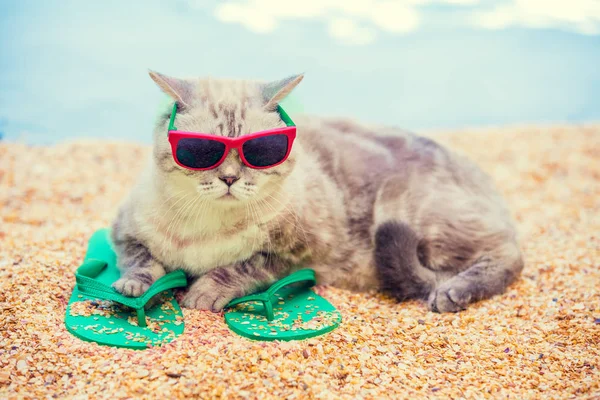 フリップのビーチで横になっている猫の身に着けているサングラスは 夏にサンダルをフロップします — ストック写真