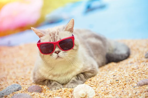 Portrét Kočky Nosí Sluneční Brýle Ležet Pláži — Stock fotografie