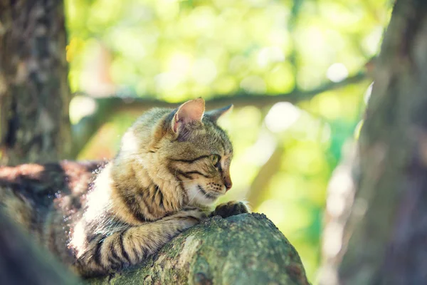 Niedliche Katze Sitzt Einem Ast Eines Baumes Einem Garten — Stockfoto