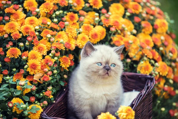 Söt Liten Kattunge Korg Trädgård Nära Orange Daisy Blommor — Stockfoto