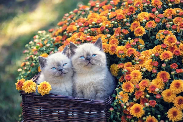 Dois Filhotes Bonitos Uma Cesta Jardim Perto Flores Crisântemo Laranja — Fotografia de Stock