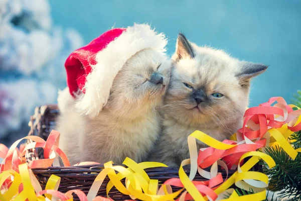 Twee Schattige Kleine Kittens Met Kerstdecoratie Slapen Een Van Kittens — Stockfoto