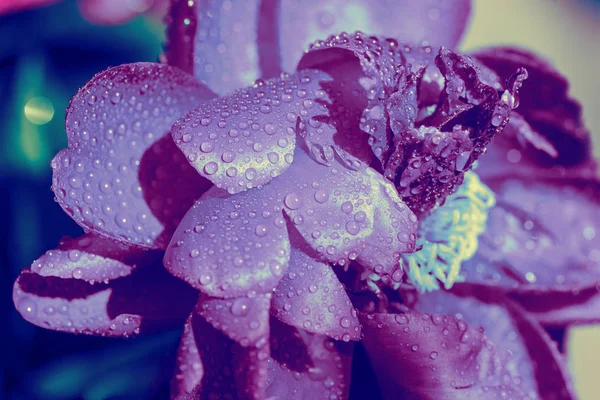 Peonía Púrpura Floreciente Jardín —  Fotos de Stock