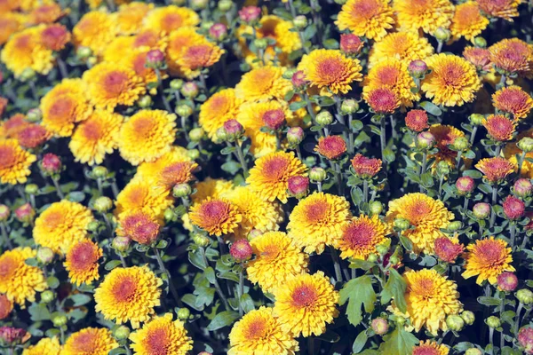 Flores Florescentes Jardim Fundo Floral Natural — Fotografia de Stock