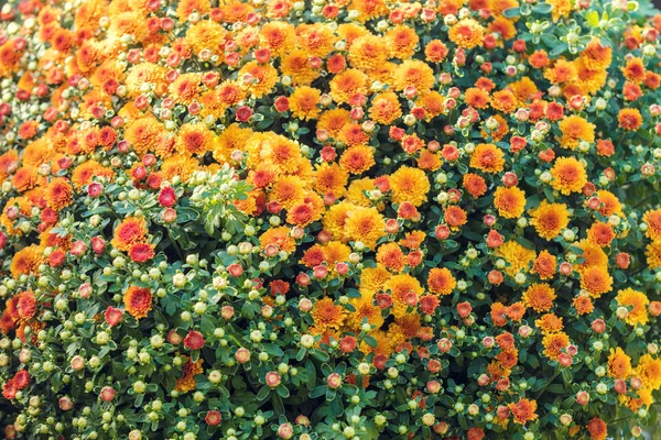 Flores Florescentes Jardim Fundo Floral Natural — Fotografia de Stock