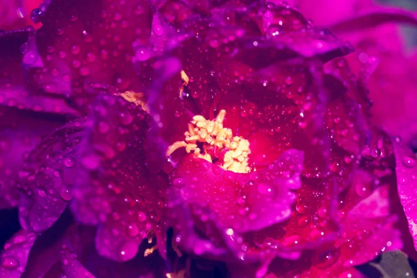 Peonía Púrpura Flor Con Rocío Jardín —  Fotos de Stock