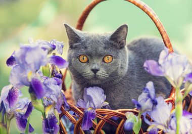 Bir sepet Iris çiçekler içinde oturan mavi Britanya ile ilgili stenografi kedi