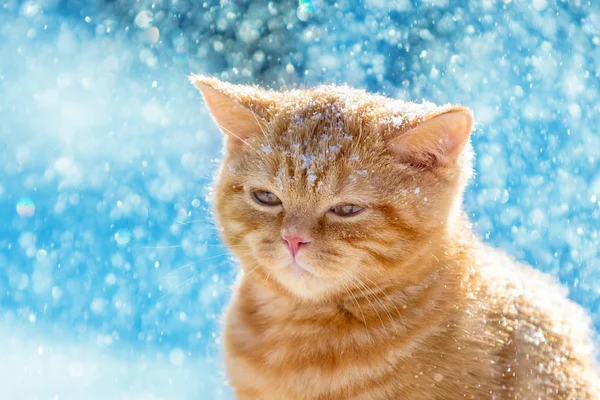 Portrét Malé Zázvor Kotě Chůzi Sněhu Zimě Vánici — Stock fotografie
