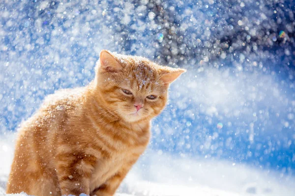 Portrait Petit Chaton Roux Marchant Dans Neige Hiver Dans Blizzard — Photo