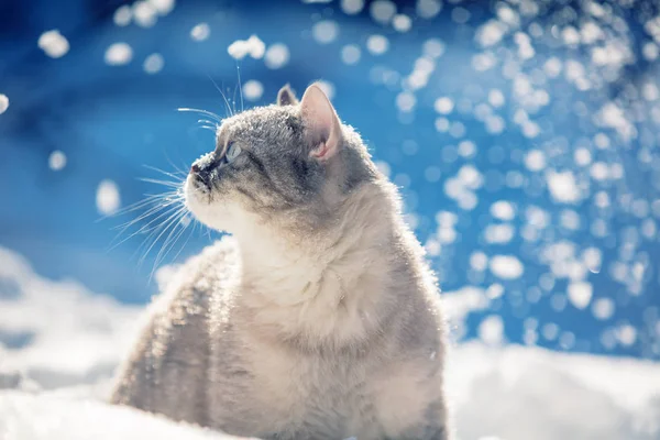 Lovely Siamese Cat Walks Deep Snow Winter — Stock Photo, Image