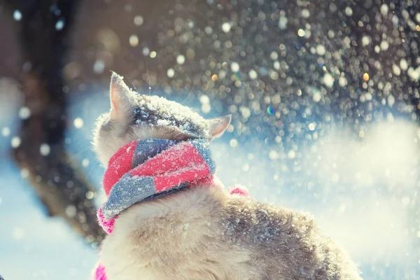 Portrait Siamese Cat Wearing Knitted Scarf Cat Sitting Outdoors Snow — Stock Photo, Image