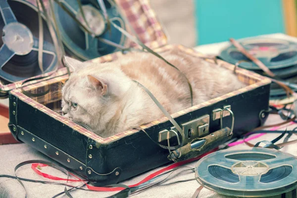 the cat music lover lies in a suitcase with music reels