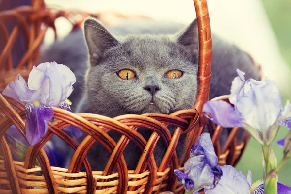 Blue British Shorthair Kitten Sitting Basket Iris Flowers — Stock Photo, Image