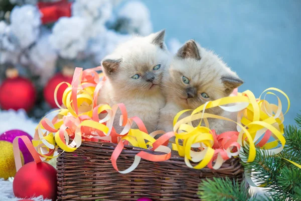 Two Cute Siamese Little Kittens Basket Christmas Decoration — Stock Photo, Image