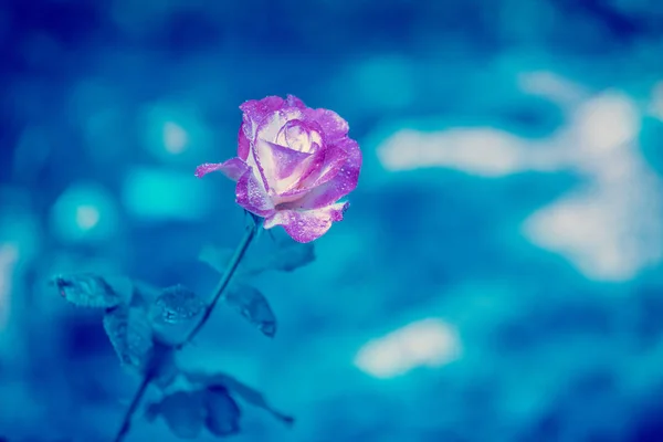 Vintage Sfondo Fiore Doppia Delizia Rosa Contro Sfondo Blu — Foto Stock