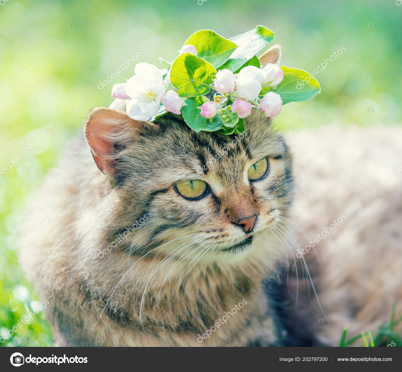 Portrait Cat Tulip Flower Head Lies Grass Garden Spring — Stock Photo