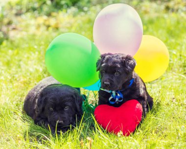 İki küçük Labrador geri almak kukla oyuncak kalp ve renkli balonlar ile. Açık havada yaz aylarında çim üzerinde oturan köpekler