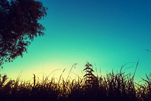 Fundo Natural Manhã Cedo Silhueta Grama Árvore Contra Céu Azul — Fotografia de Stock