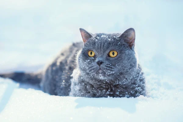 Portrait Blue British Shorthair Cat Sitting Outdoors Deep Snow Winter — Stock Photo, Image