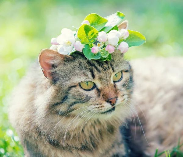 Porträt Einer Katze Mit Tulpenblüte Auf Dem Kopf Liegt Frühling — Stockfoto