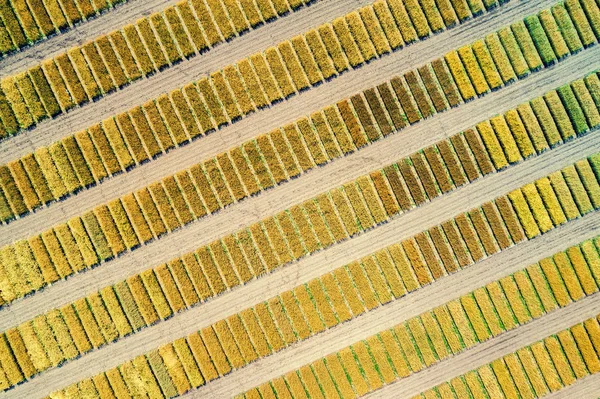 Luftaufnahme Geometrischer Weizenfelder Abstrakter Natürlicher Hintergrund — Stockfoto