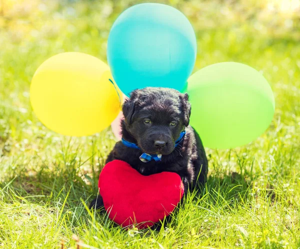 Little Labrador retriever puppy with toy heart and colorful balloons. Dog sitting outdoors on the grass in summer