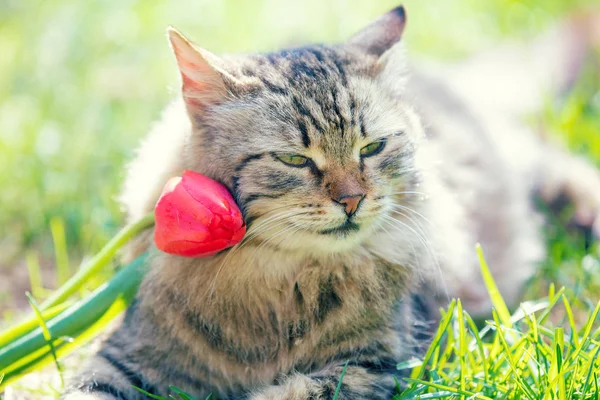 Portrait Cat Tulip Flower Head Lies Grass Garden Spring — Stock Photo, Image