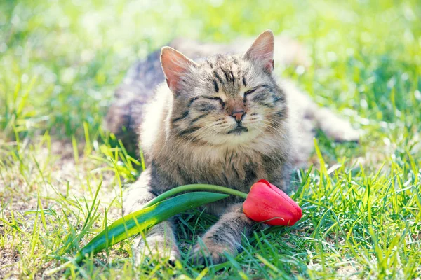 Portrét Kočky Tulipány Leží Trávě Zahradě Jaře — Stock fotografie