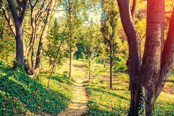 Алея Парку Сонячний День Ботанічний Сад Країні Тбілісі Грузія — стокове фото