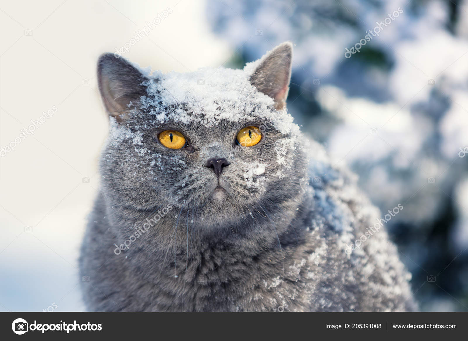 Porträt Einer Blauen Britisch Kurzhaar Katze Den Tief