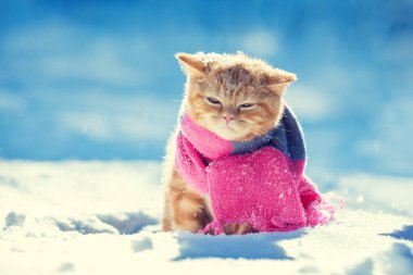 Küçük bir kedi yavrusu giyen portre eşarp açık havada kışın örme