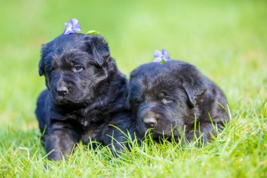 İki küçük siyah Labrador retriever köpek yavrusu yeşil çim üzerinde yalan