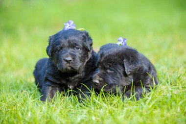 İki küçük siyah Labrador retriever köpek yavrusu yeşil çim üzerinde yalan