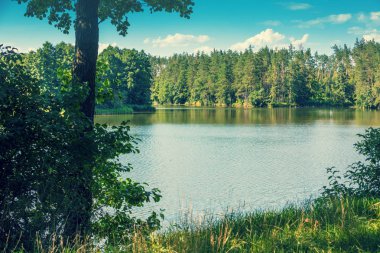 Ormanın içinde sakin Nehri'nin görünümü