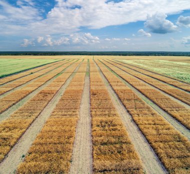 Geometrik buğday alanlar ve güzel gökyüzü havadan görünümü