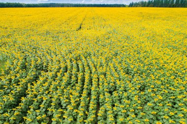 Güzel ayçiçeği alan, havadan görünümü